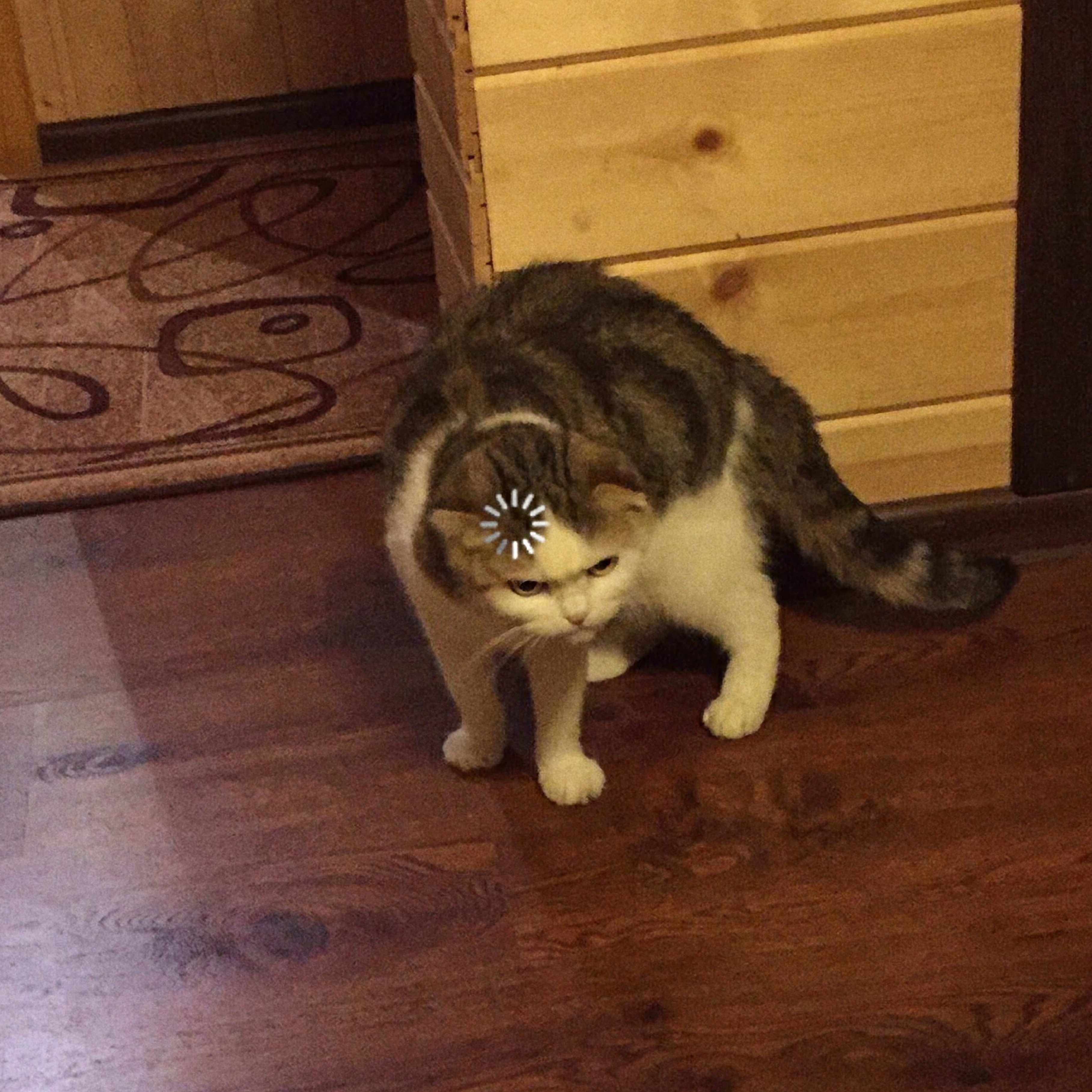 Loading Cat Buffering Cat Template - Buffering, Loading Icon, Searching, Reboot - Chat