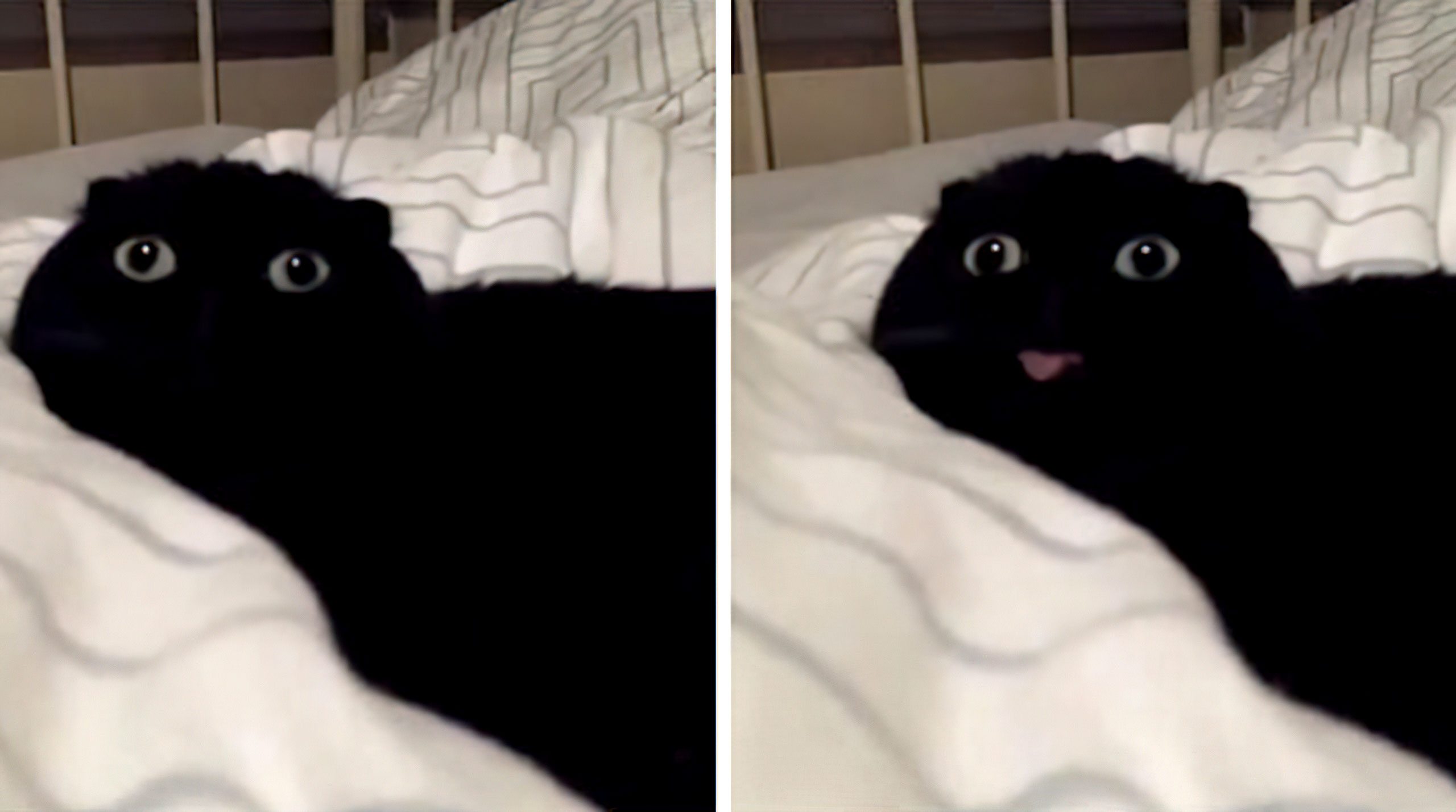 When X vs When X Template - Blep Cat - Tongue Sticking Out - Chat Cat Langue
