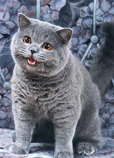 Happy Cat NEDM (Not Even Doom Music) I Can Has Cheezburger Cat - Original