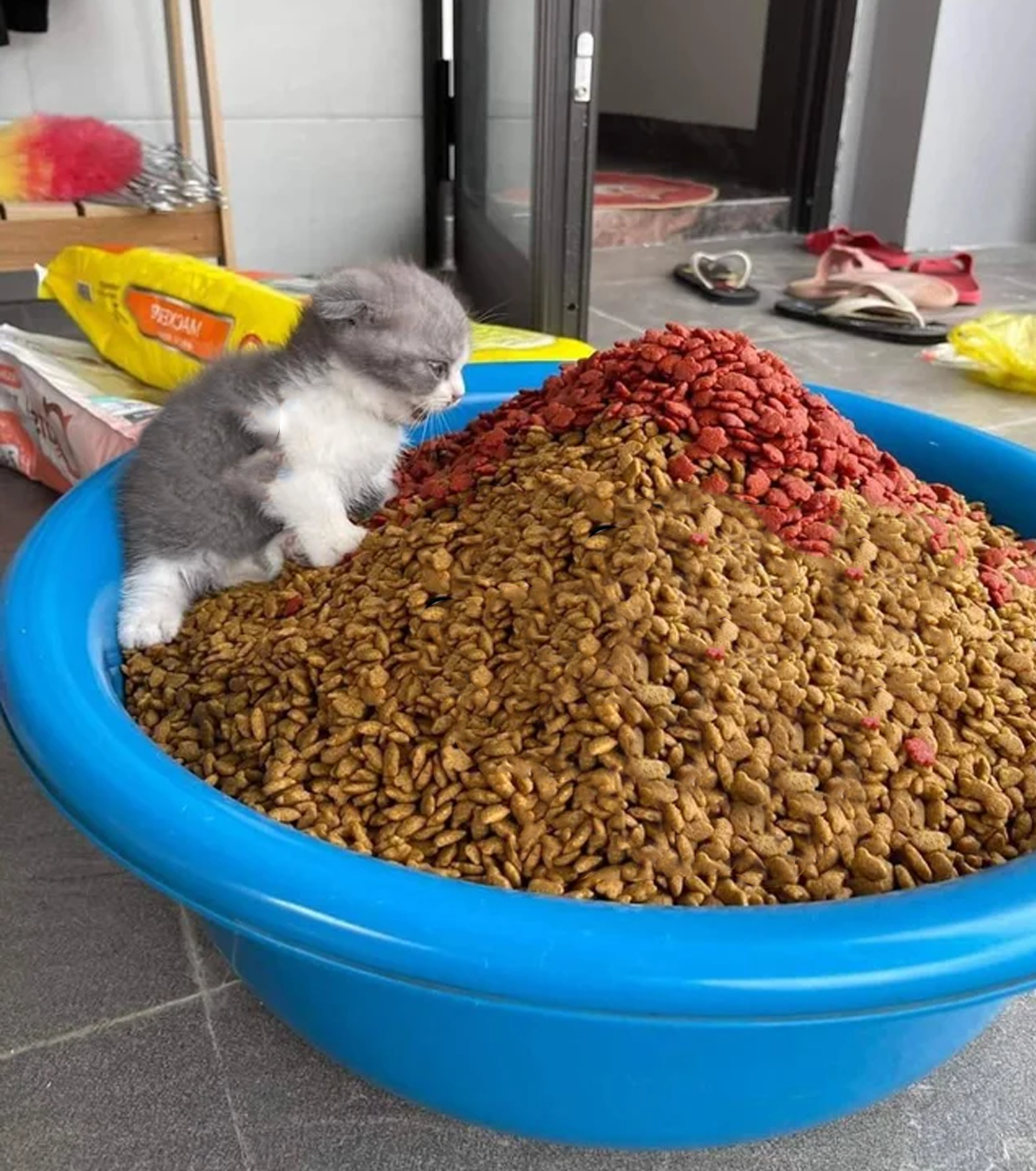 Cat kitty food