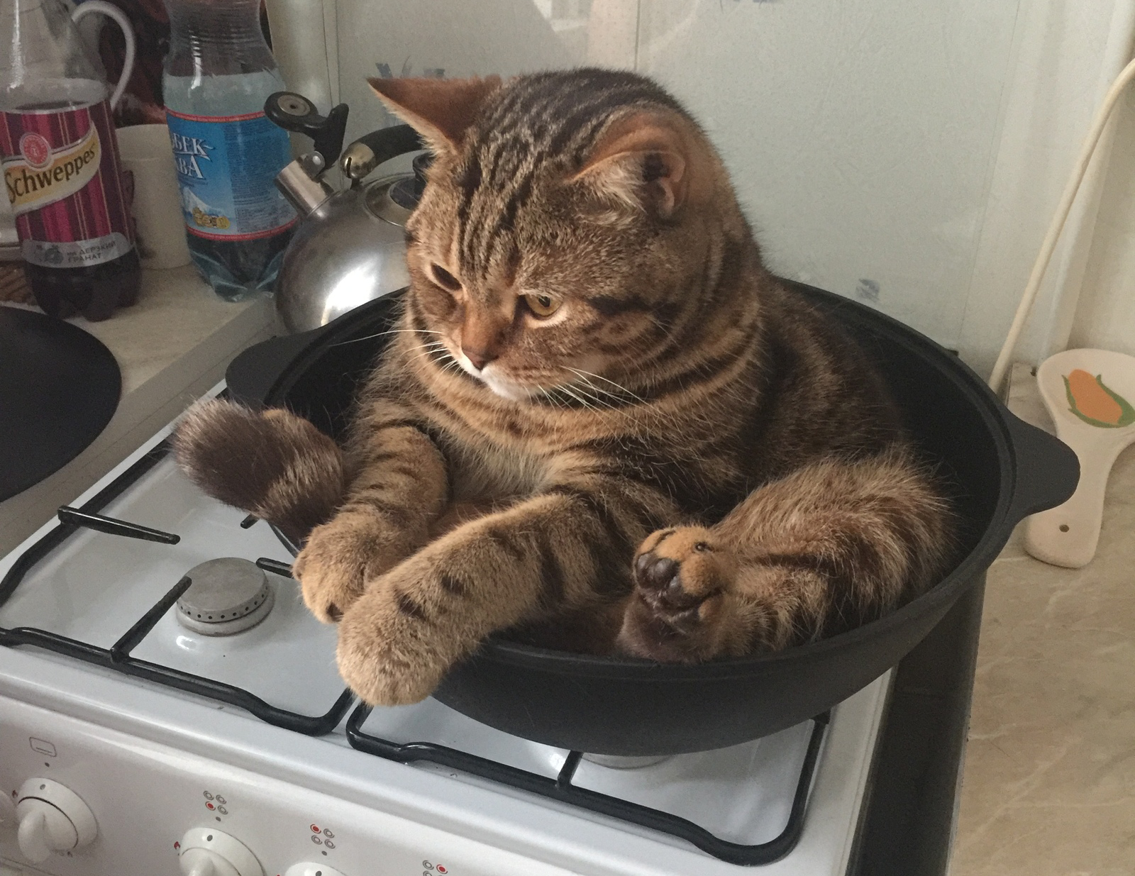 Just Light It, Linda Depressed Cat In Pot On Stove - Empty Template