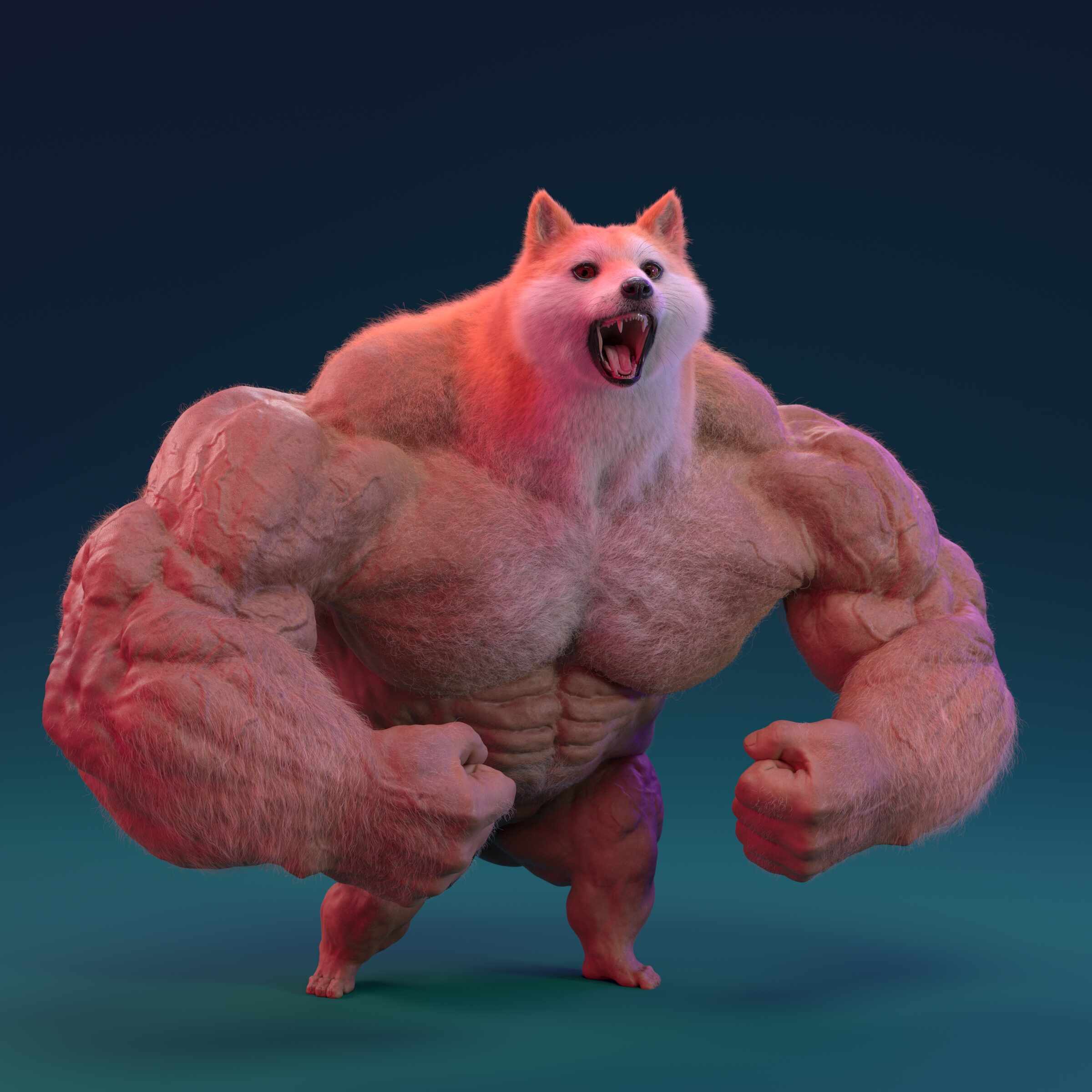Doge muscle 3D