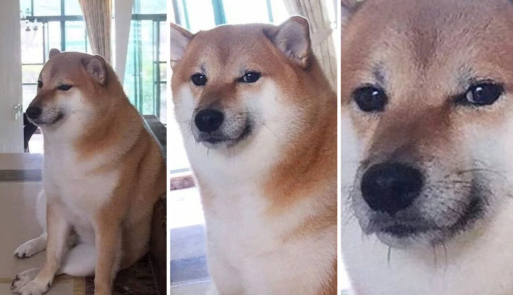 Doge looking at you