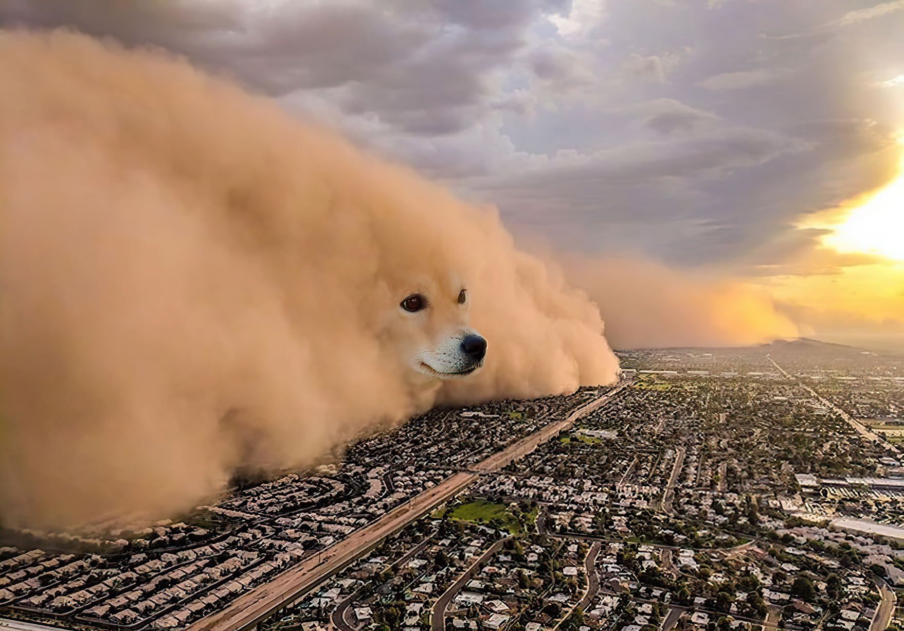 Dust storm dog chien tempête sable