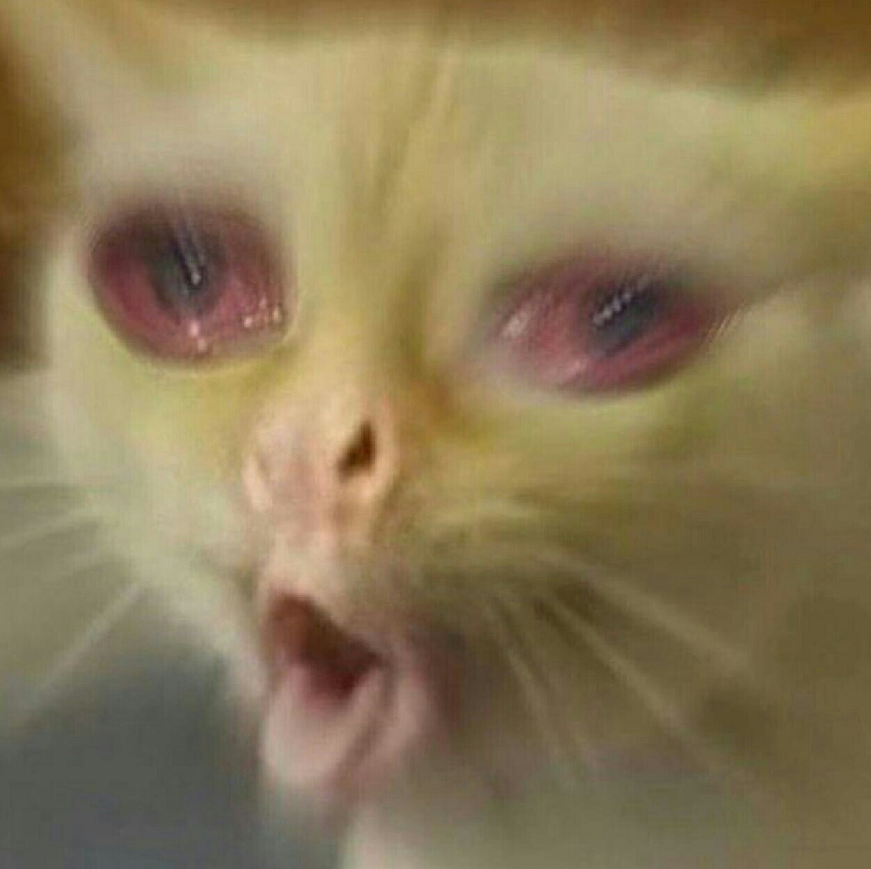 Cat chat défonsé stone high