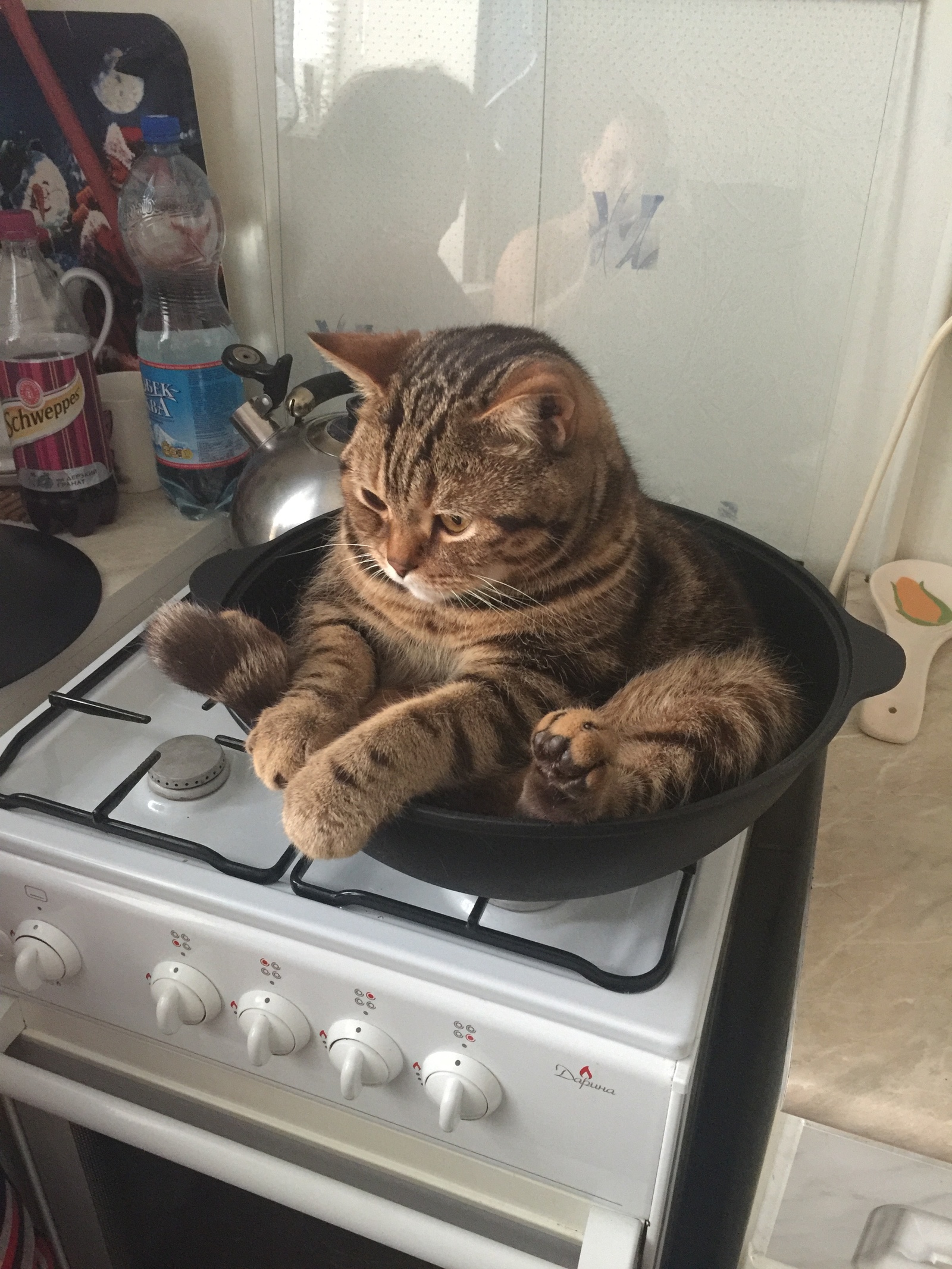 Just Light It, Linda Depressed Cat In Pot On Stove - Full Image