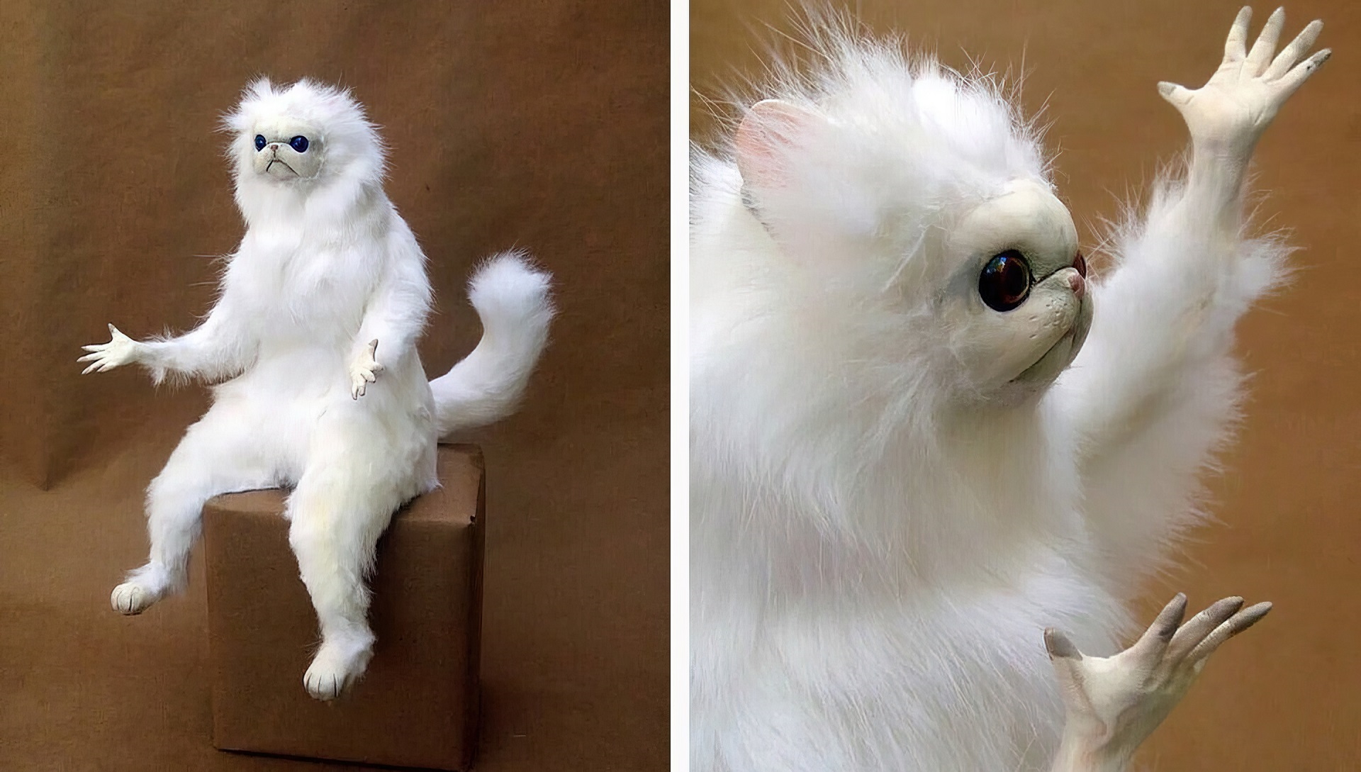 Chat choqué surpris