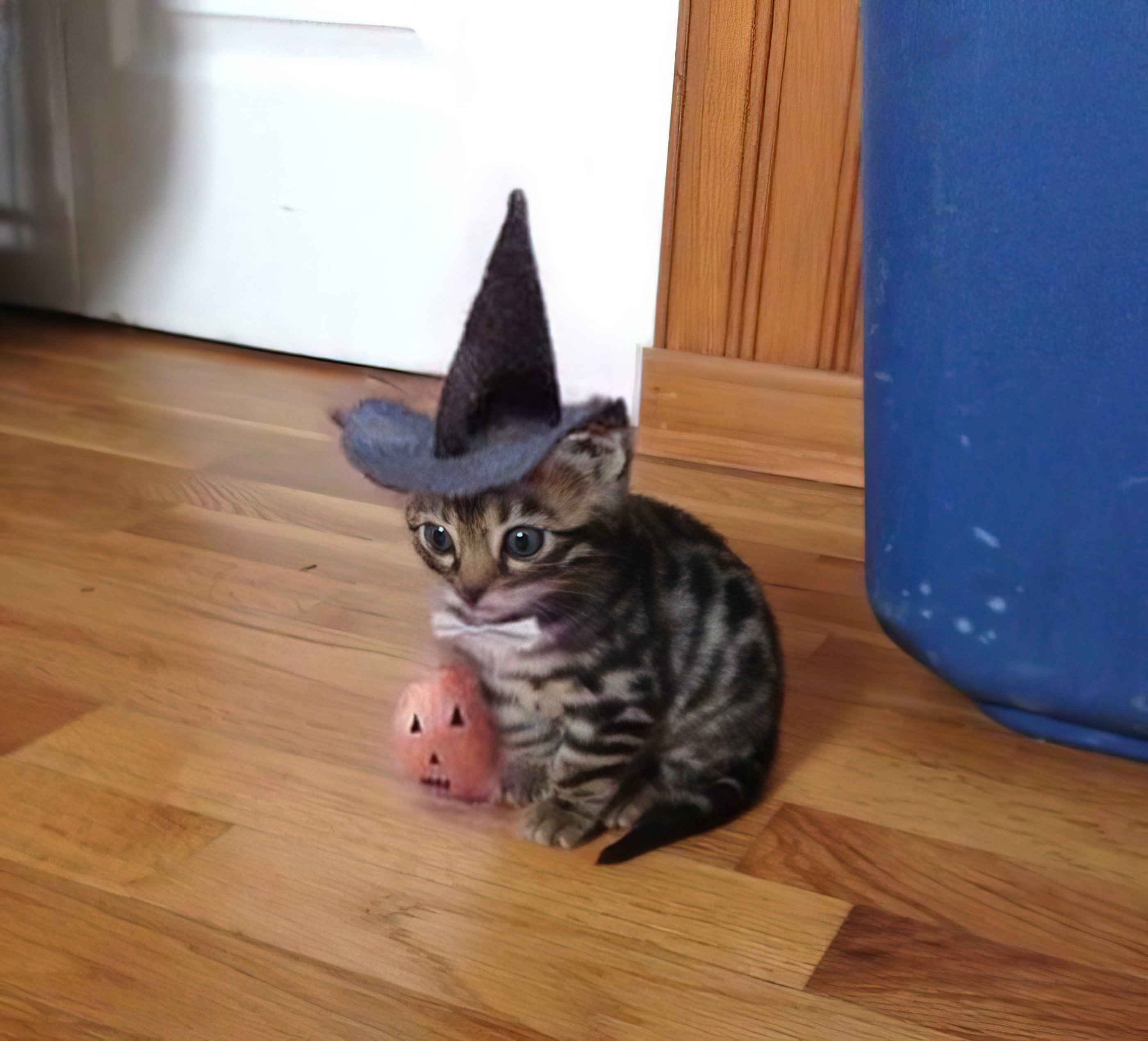 Spooky Hat Cat - Halloween - Chat Cat