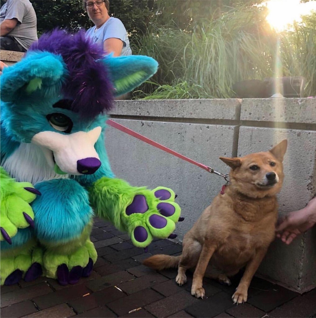 Furry vs dog