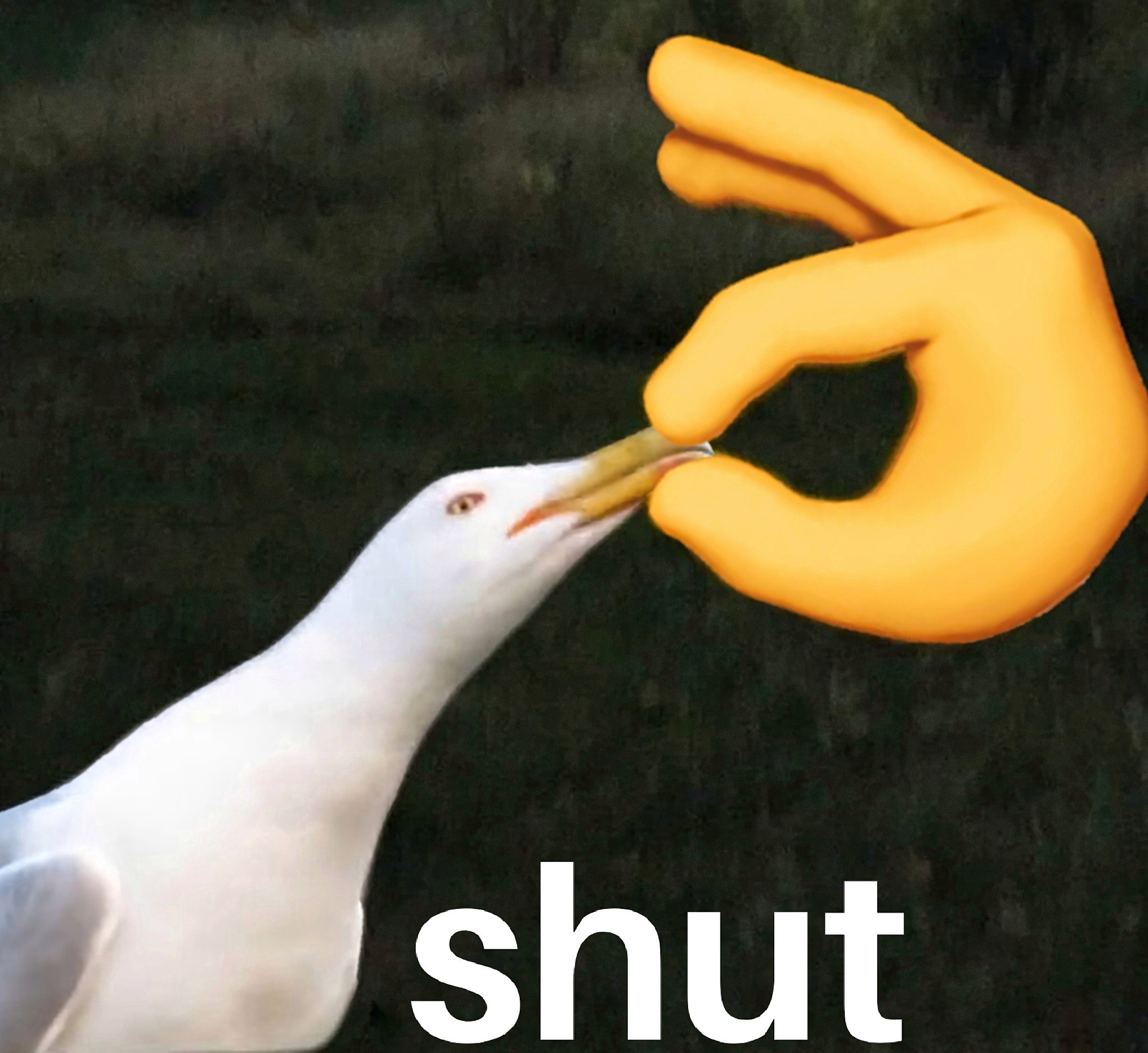 Inhaling Seagull mouette