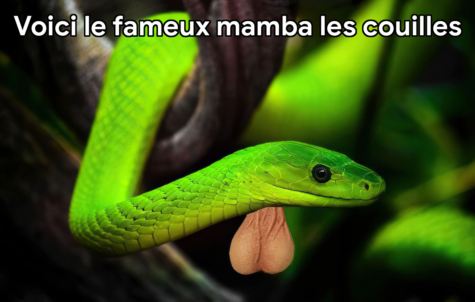 Voici le fameux mamba les couilles
