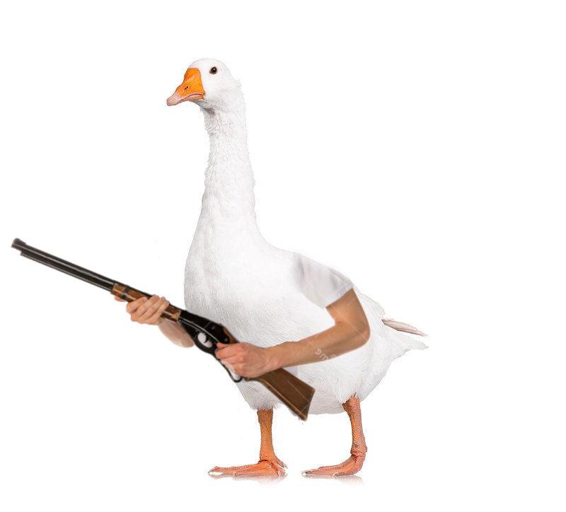 Goose gun oie