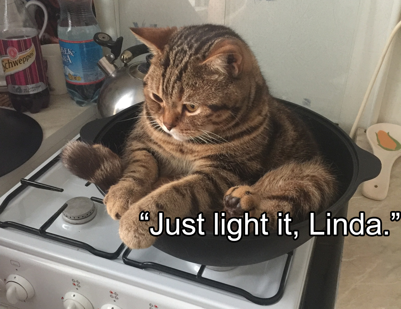Just Light It, Linda Depressed Cat In Pot On Stove - Template