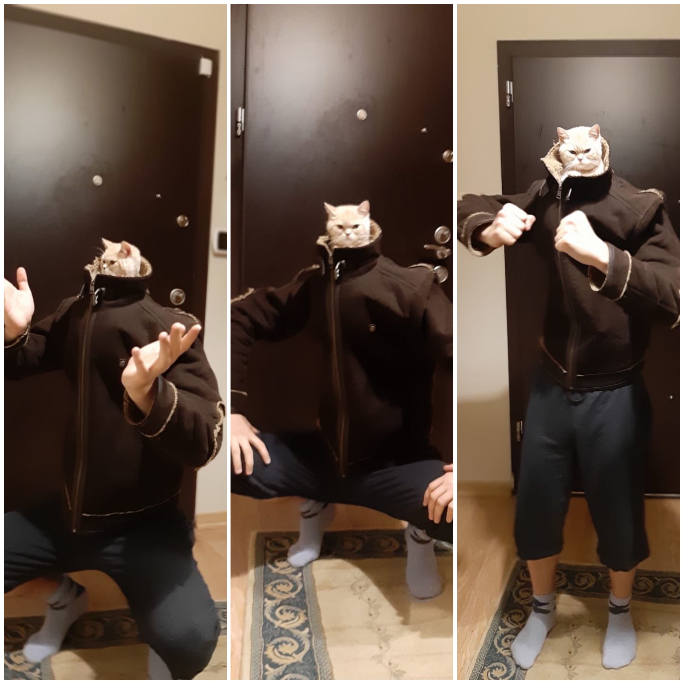 Slav Cat In Tracksuit - The Forbidden Blyat - Track, Suit, Squatting - Human Fight Chat Homme Bagarre