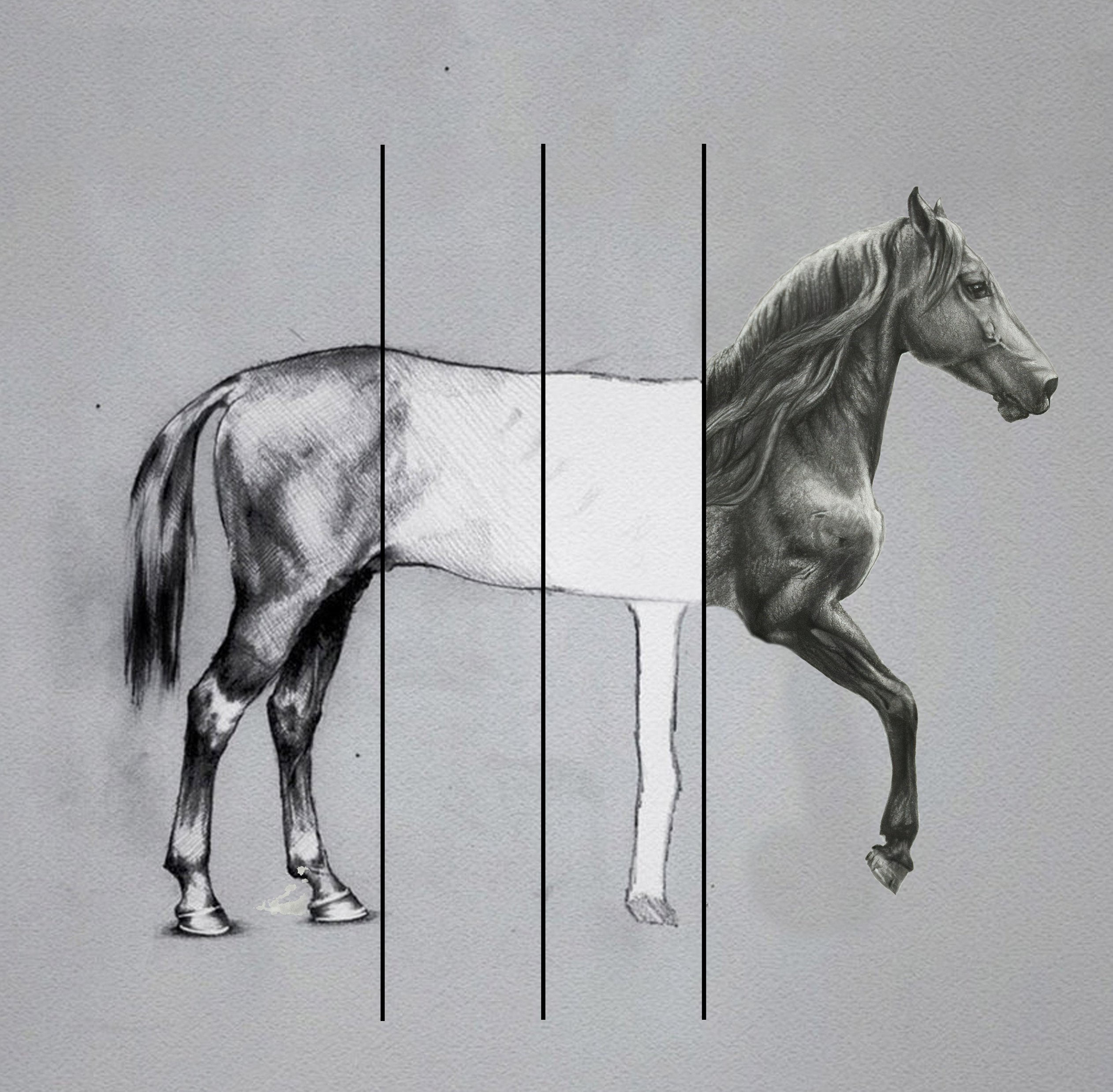 Horse realistic draw sketch horse