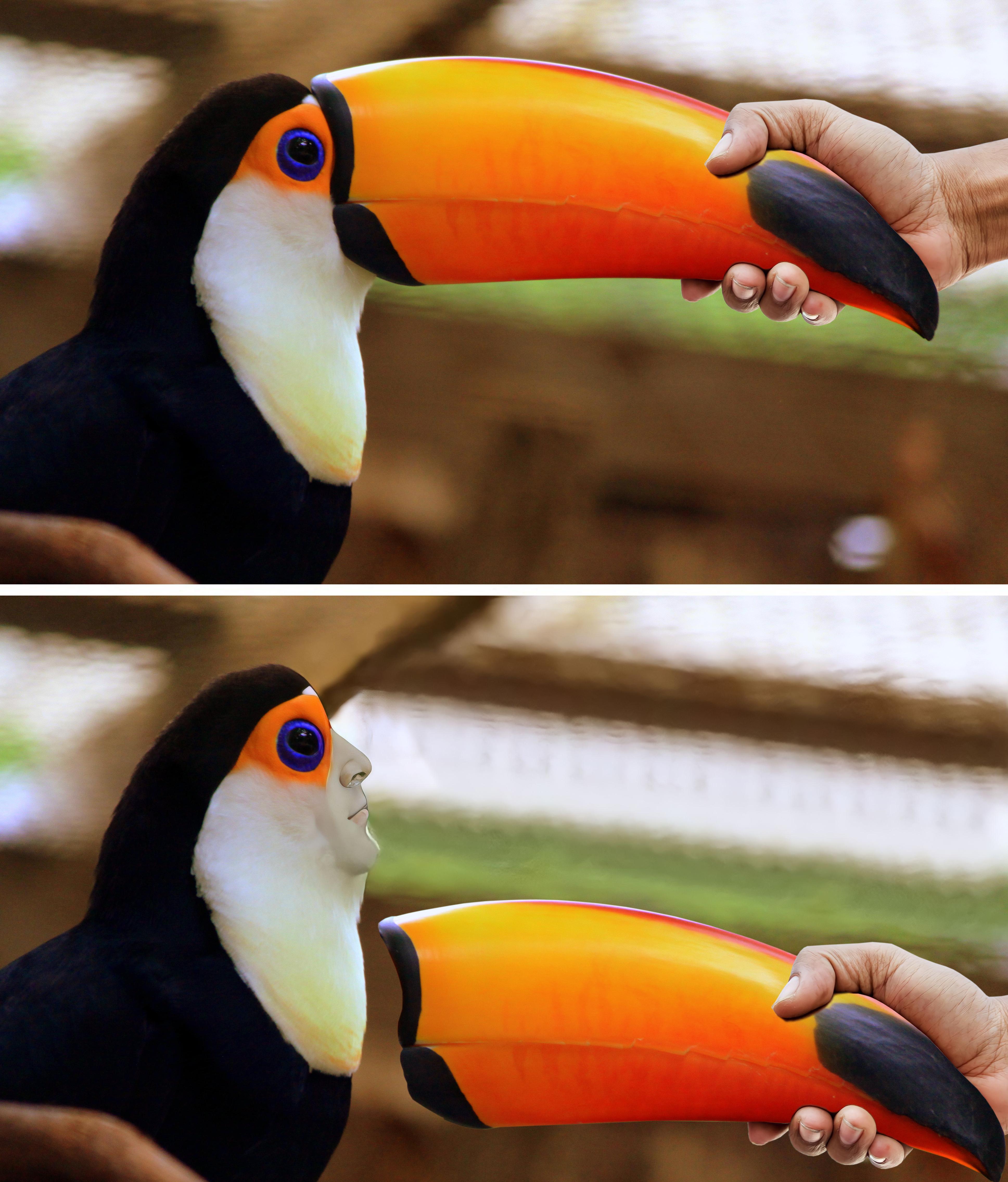Toucan broken bird beak