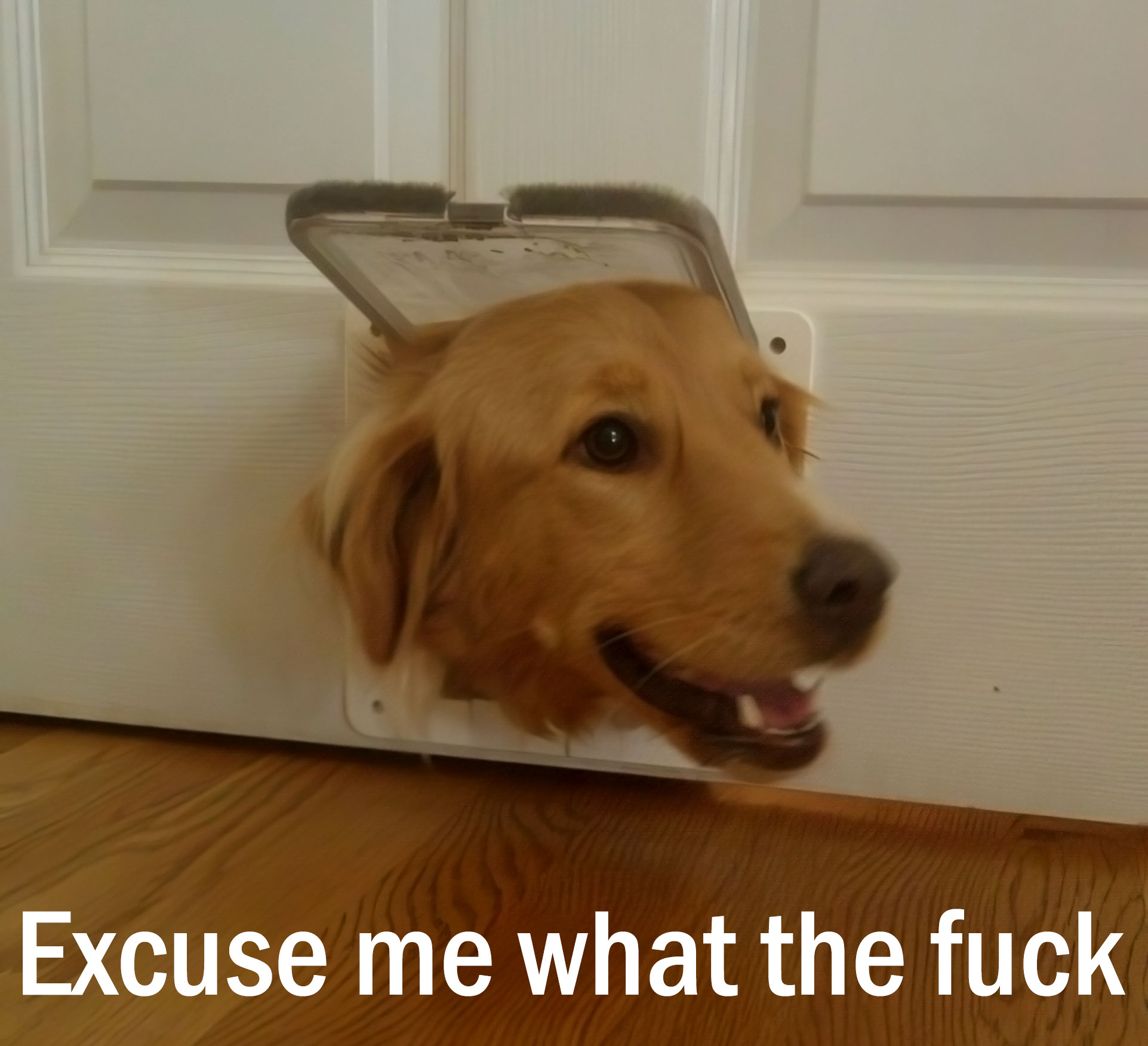 Excuse me what the fuck