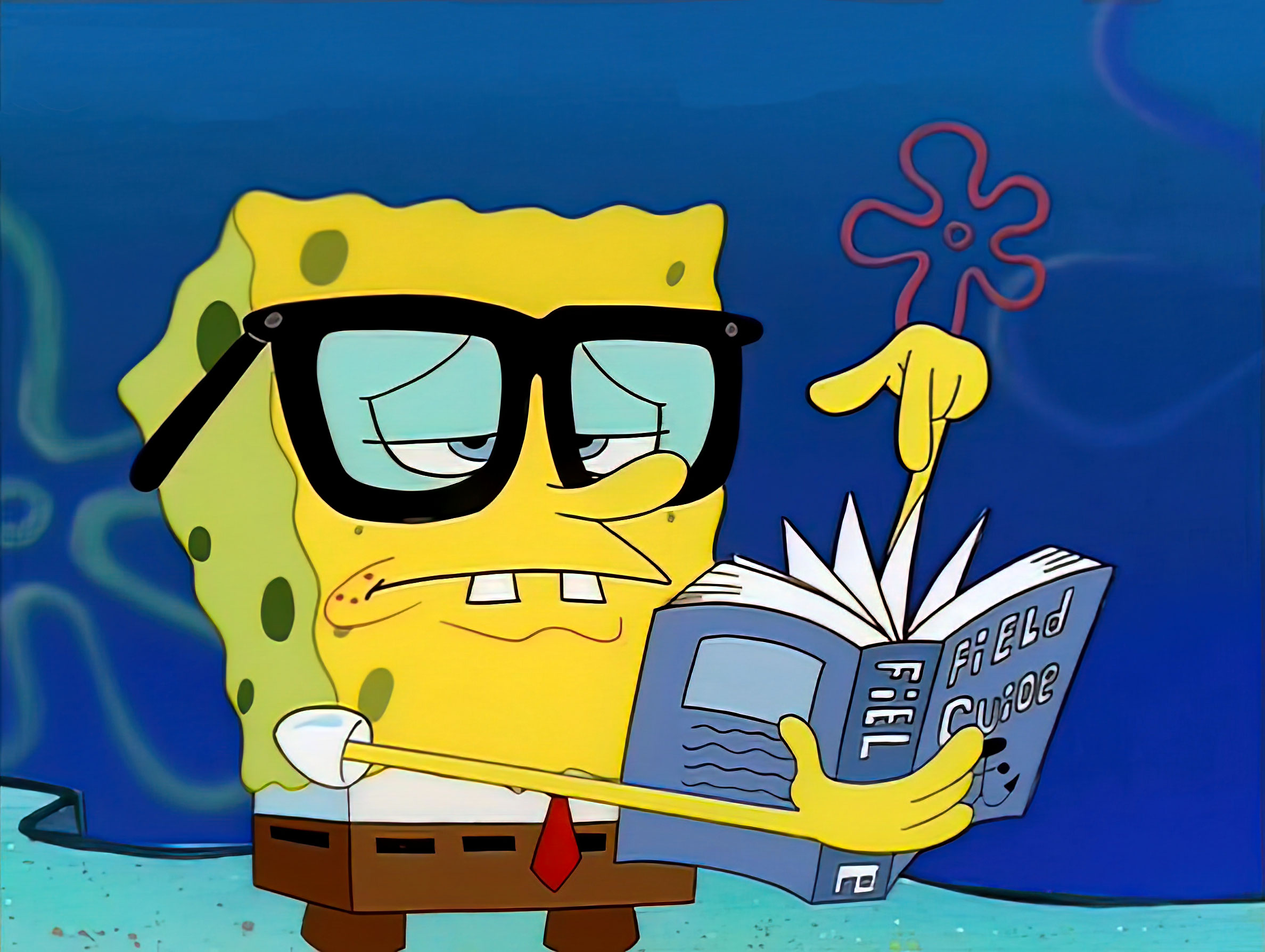 Bob l'éponge connaisseur