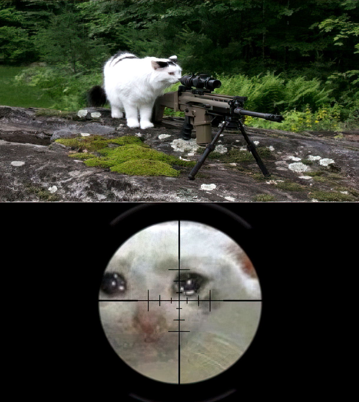 Cat Sniping Crying Cat Template - Pleure Sniping