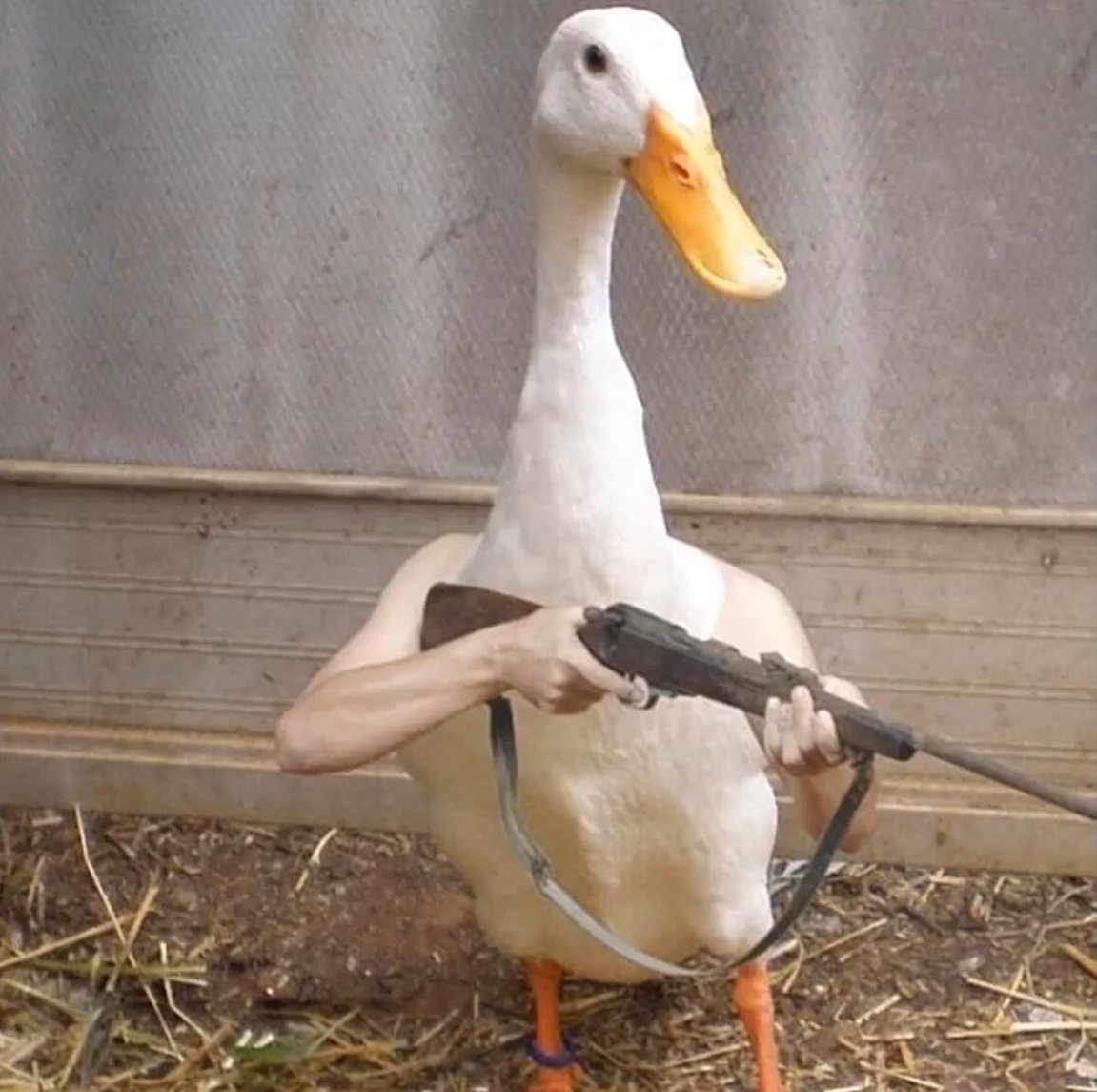 Weirdest duck